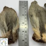 Roo Ears (Hair on) – Aussie Paws Nutrition – Dried Dog Treats, 100% Natural, Preservative Free Pet Treats, Australian, Kangaroo